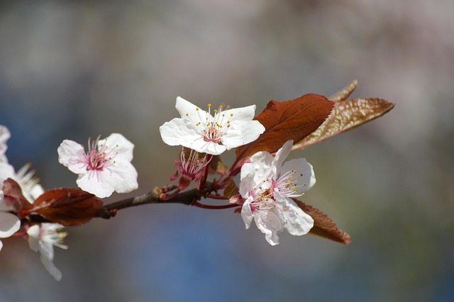 sakura